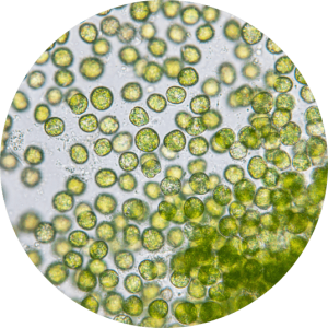 جلبک کلرلا ولگاریس chlorella vulgaris