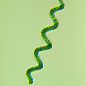 جلبک اسپیرولینا spirulina platensis