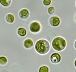 کلرلاپیرونیدوزا chlorella pyrenoidosa