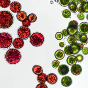 استوک هماتوکوکوس پلوویالیس haematococcus pluvialis